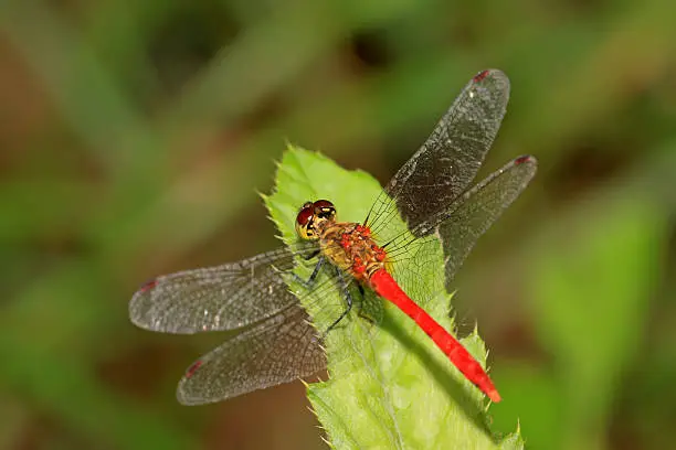 a red dragonfly lurking on the leaves