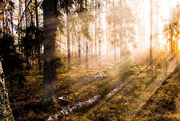 Sun is rising and casts rays over the foggy forest