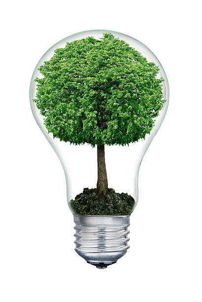 istock Tree inside of the light bulb isolated on white. 186387715