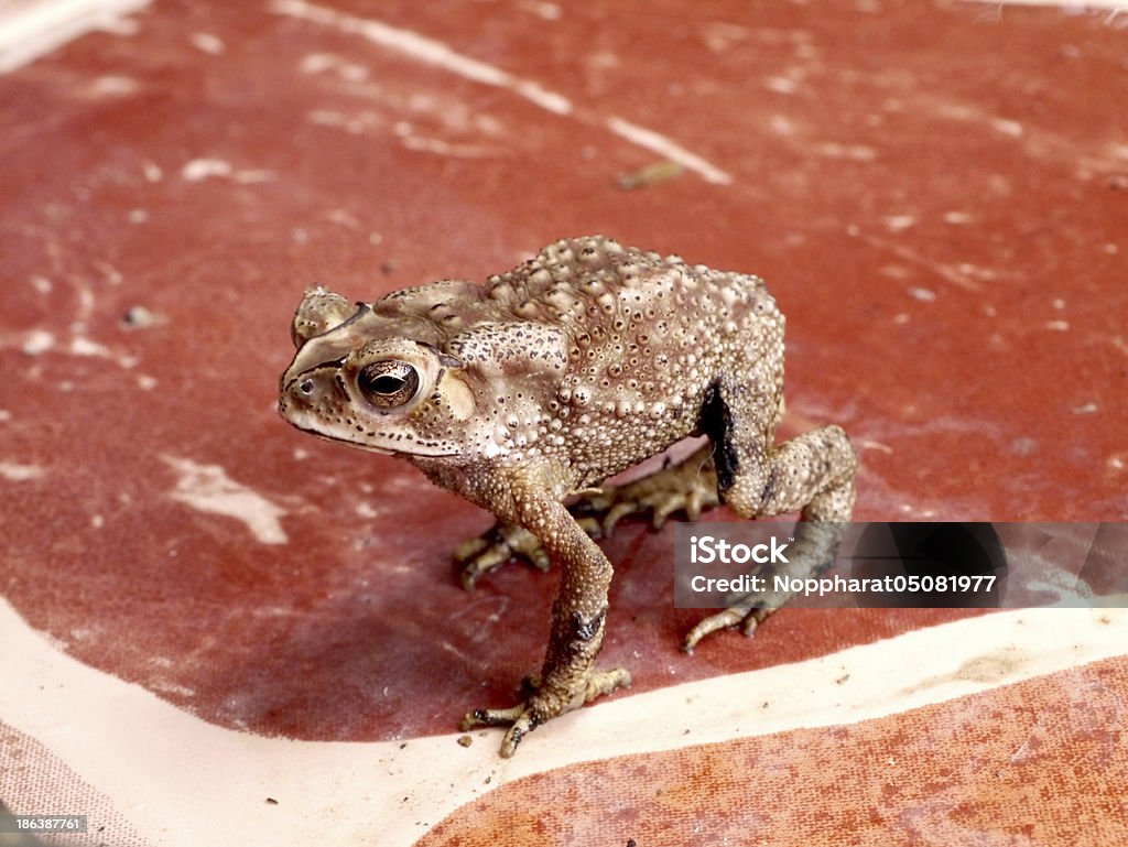 Sapo de pie en azulejos. - Foto de stock de Anfibio libre de derechos