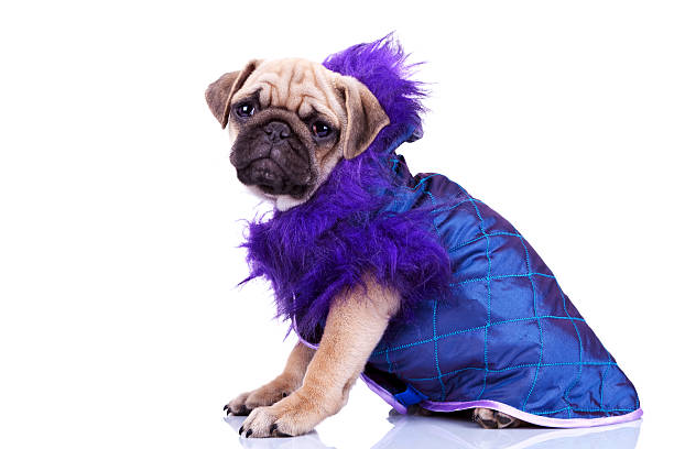 istock side view of a dressed pug puppy dog 186387880