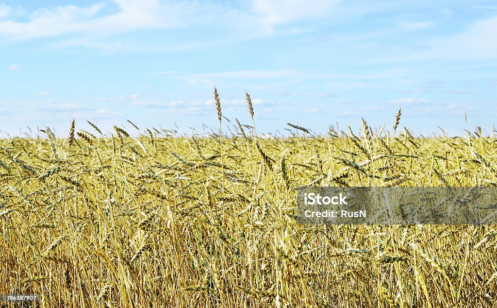 wheat campo di - Foto stock royalty-free di Agricoltura