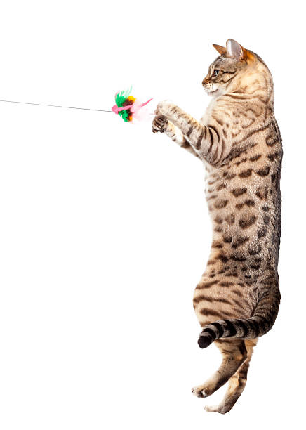 istock Bengal cat clawing at the air 186387969