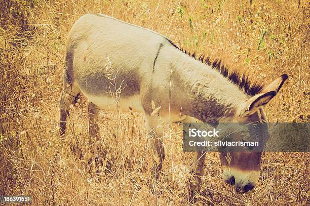 Esel Stockfoto und mehr Bilder von Esel - Esel, Fotografie, Grautier - Pferdeartige