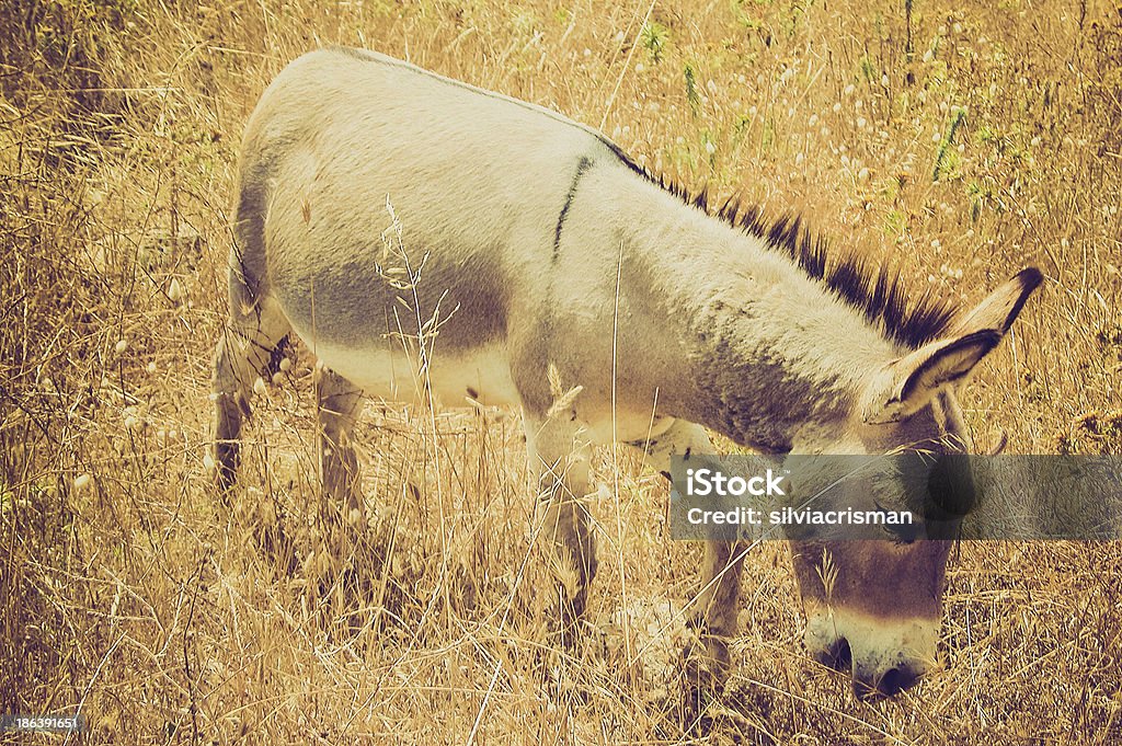 asino - Foto stock royalty-free di Animale