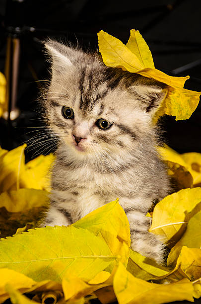 Funny kitten stock photo