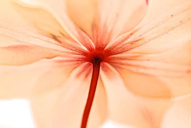 Photo of zen flower