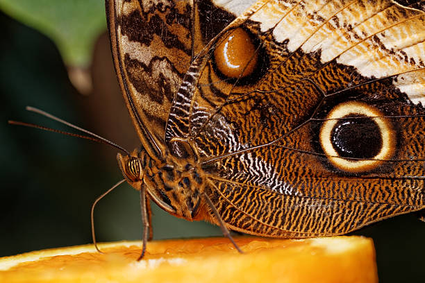 istock Macro photograph of a butterfly 186392402