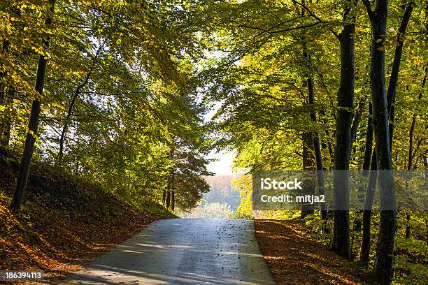 Floresta De Outono De Estrada - Fotografias de stock e mais imagens de Amarelo - Amarelo, Ao Ar Livre, Beleza natural
