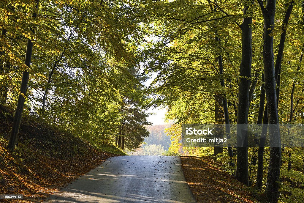 Осенний лес road - Стоковые фото Без людей роялти-фри