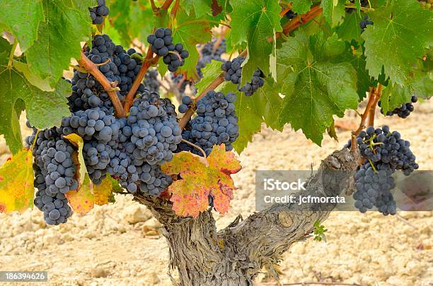 Grapevine With Ripe Grapes Stock Photo - Download Image Now - Branch - Plant Part, Food, Fruit