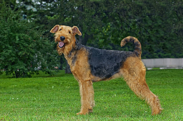 istock Airedale Close-up in the park 186396158