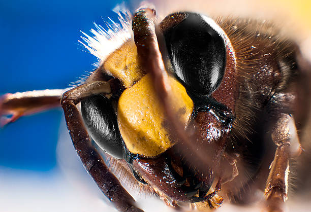 istock Bee carnic Caucasian honey bee apis 186396288