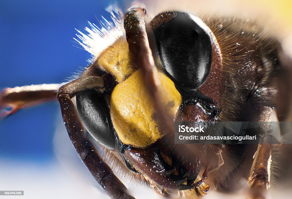 Bee carnic Caucasian honey bee apis Apis mellifera caucasica bee Apis mellifera carnica Honey Bee Stock Photo