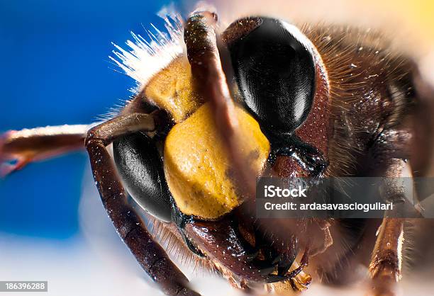 Bee Carnic Caucasian Honey Bee Apis Stock Photo - Download Image Now - Honey Bee, Animal Antenna, Animal Body Part