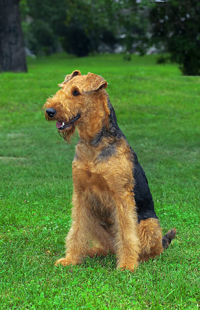 istock Airedale Close-up in the park 186396397