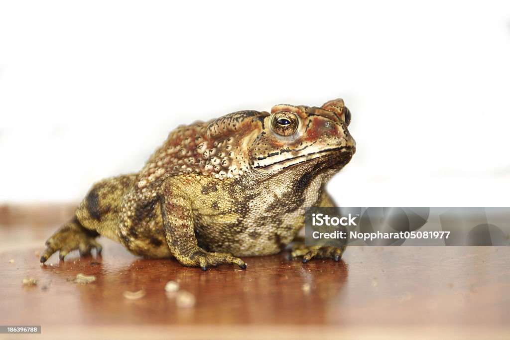 Kröte auf der Tanzfläche. - Lizenzfrei Amphibie Stock-Foto