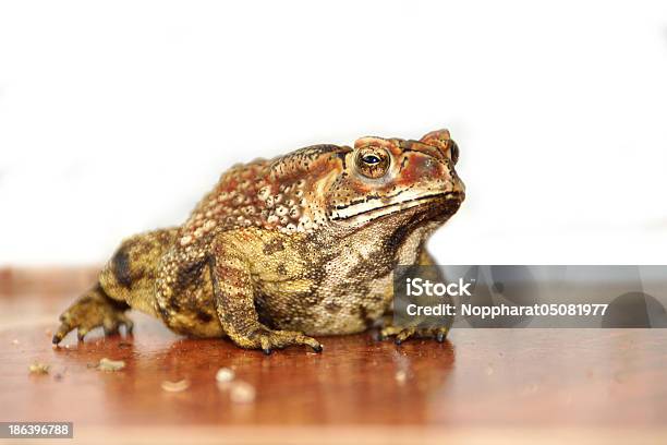 Kröte Auf Der Tanzfläche Stockfoto und mehr Bilder von Amphibie - Amphibie, Bildhintergrund, Braun