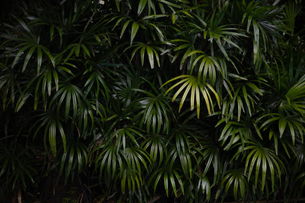 palm leaf background - palm leaf branch leaf palm tree imagens e fotografias de stock