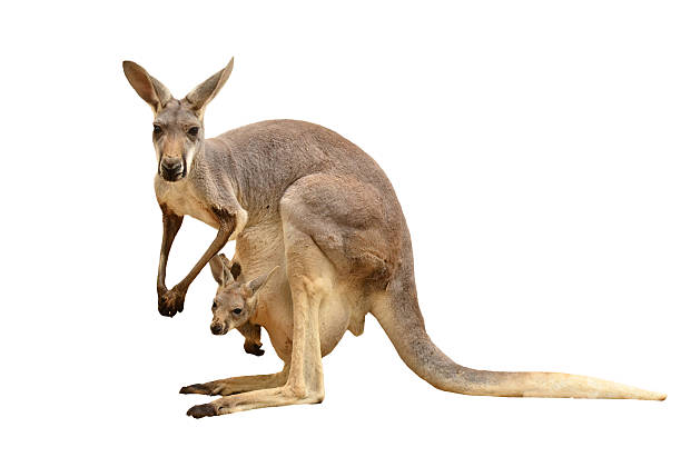 A kangaroo carrying a Joey in her pouch, isolated on white kangaroo isolated on white background red kangaroo stock pictures, royalty-free photos & images