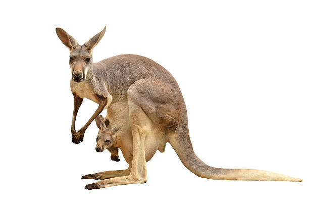 kangur puste - kangaroo joey marsupial mammal zdjęcia i obrazy z banku zdjęć