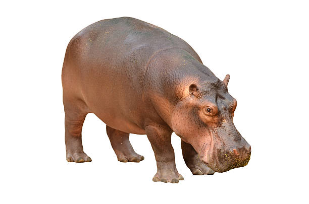 hipopótamo aislado - hippopotamus fotografías e imágenes de stock