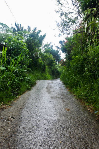 istock Mystic Path: The Rain-Kissed Journey Through a Verdant Realm 1863976660