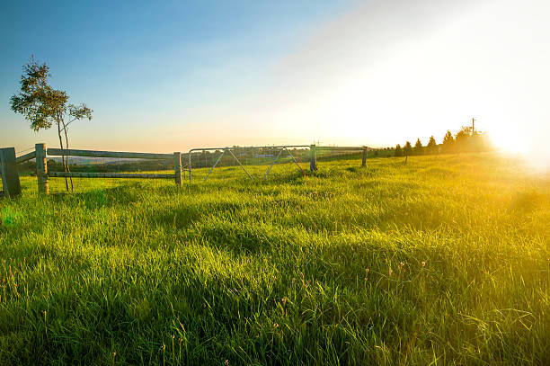 istock field of grass and sunset 186397812