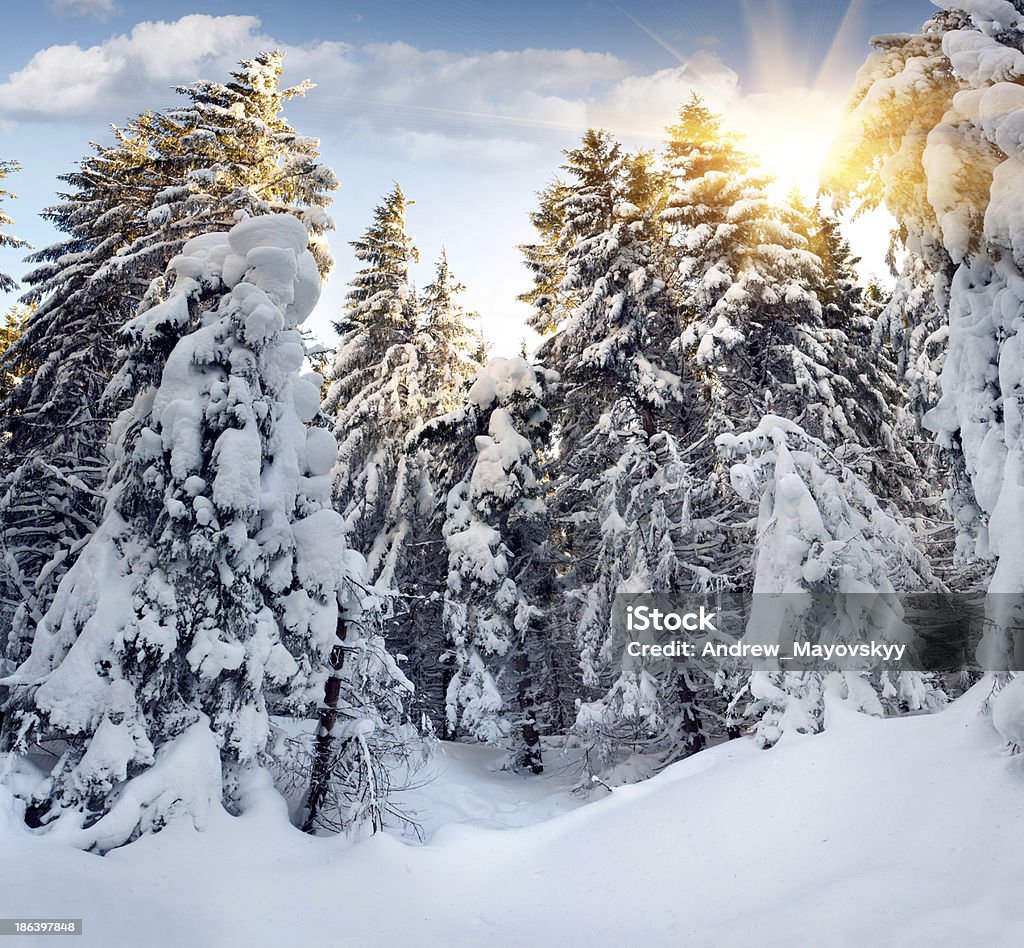 Árvores cobertas com hoarfrost e neve nas montanhas - Foto de stock de Aventura royalty-free