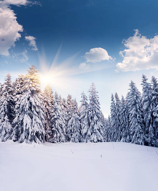 istock Trees covered with hoarfrost and snow in mountains 186397856