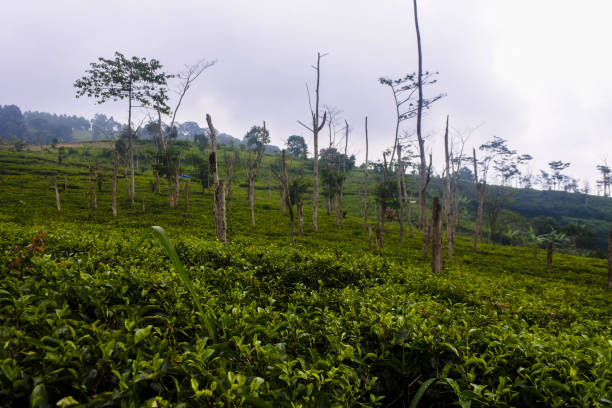 istock Verdant Tranquility: Sunrise Over the Tea Gardens 1863980275