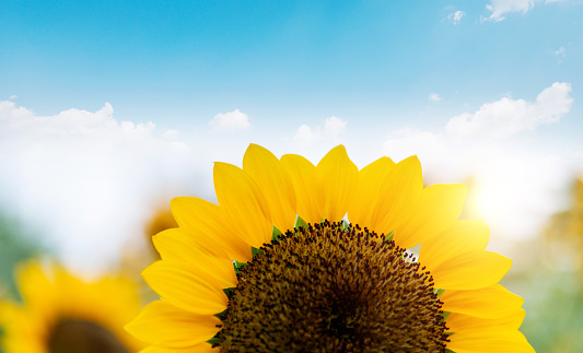 sunflower field over cloudy blue sky