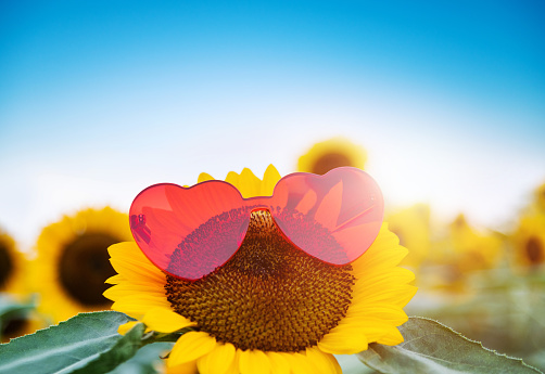 Blooming sunflower with sunglasses in the field