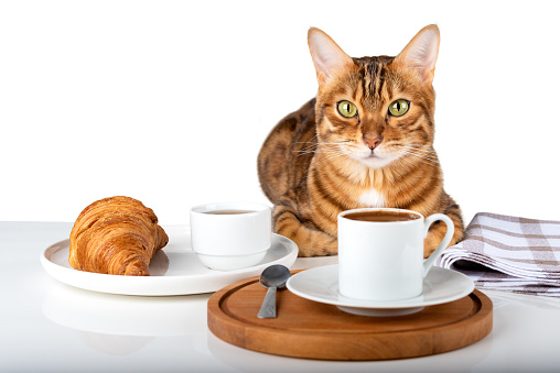 Cute cat near a plate with a croissant and a cup of coffee. Cat and coffee on a white background.