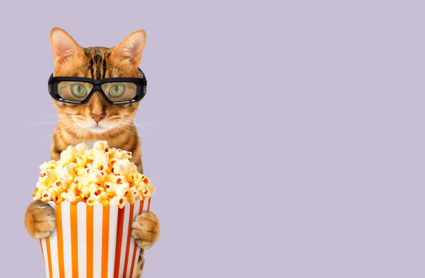 istock Funny Bengal cat in 3D stereo glasses eats popcorn in the cinema 1863990213