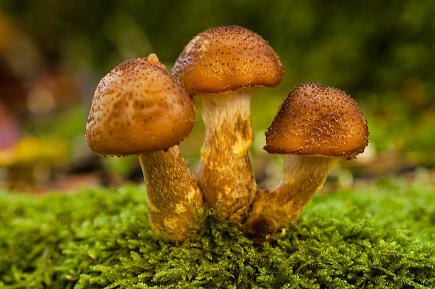 Miel de palo Armillaria - foto de stock