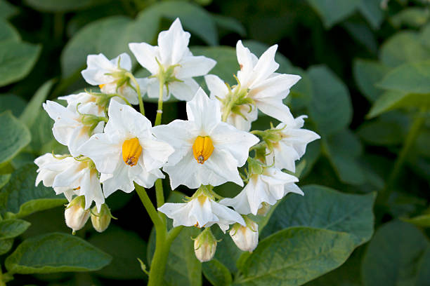 istock Flower of a potato 186399634
