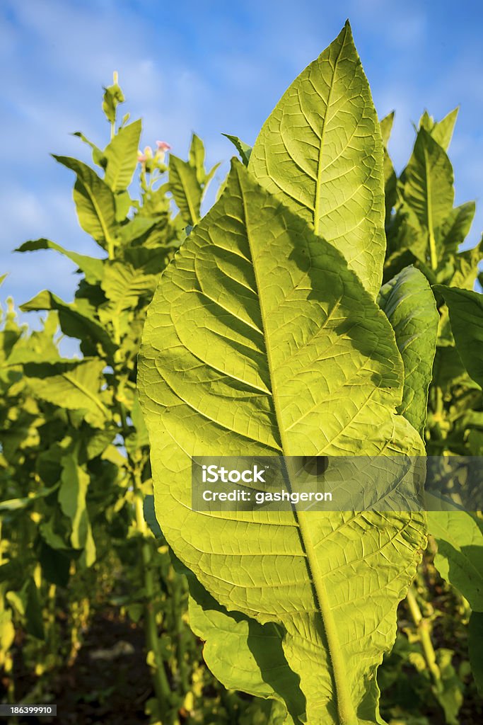 Impianti di tabacco con grandi fiori rosa e foglie. - Foto stock royalty-free di Agricoltura