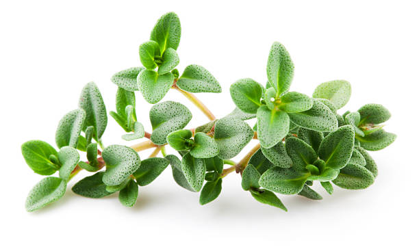 Thyme isolated on white background. Macro Thyme isolated on white background. Macro thyme stock pictures, royalty-free photos & images