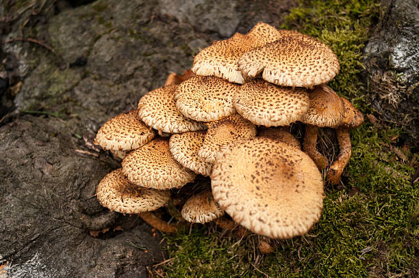 Pholiota squarrosa - foto de stock