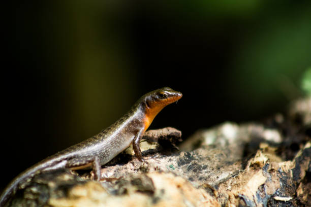 istock Carlia nigrauris 1864004125