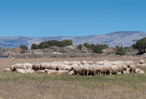 Flock of sheep resting on a field. Photo taken in Colmenar Viejo, Madrid, Spain