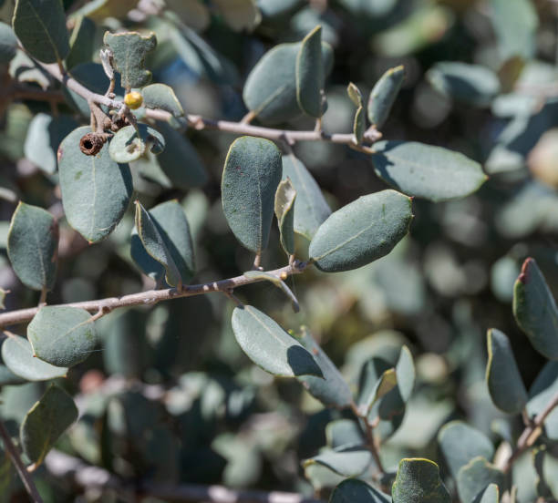 istock Holm oak, Quercus rotundifolia 1864008259