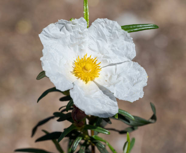 Gum rockrose, Cistus ladanifer