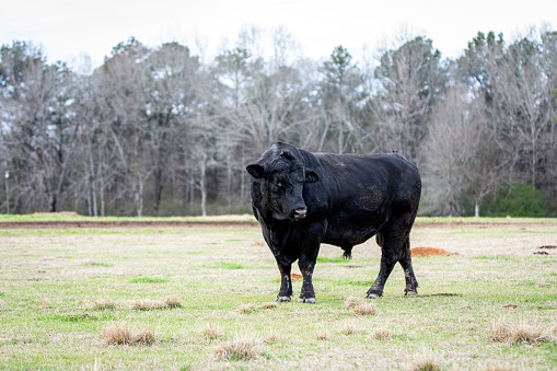 Black Angus bull in winter pasture in Alabama looking back to the right with negative space.