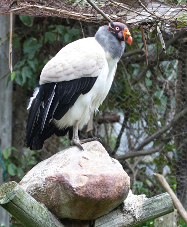 King vulture on a rock in South Africa