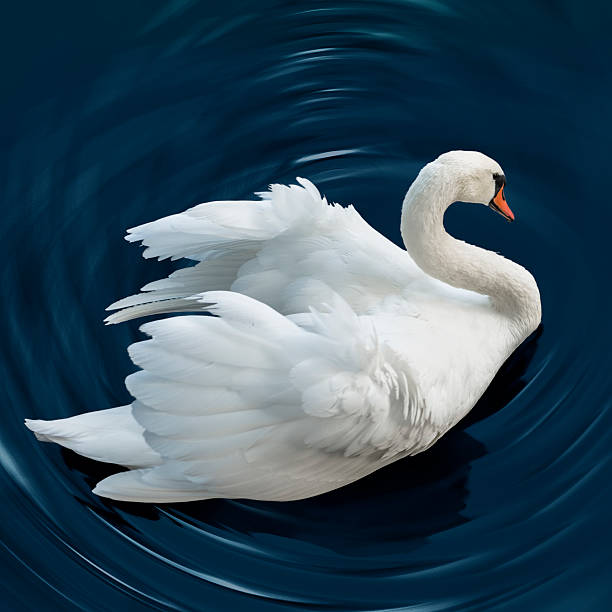 Swan stock photo