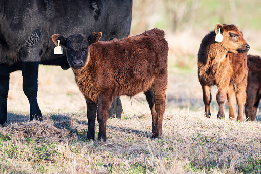 Angus calf looking at the camera while standing next to its mother.