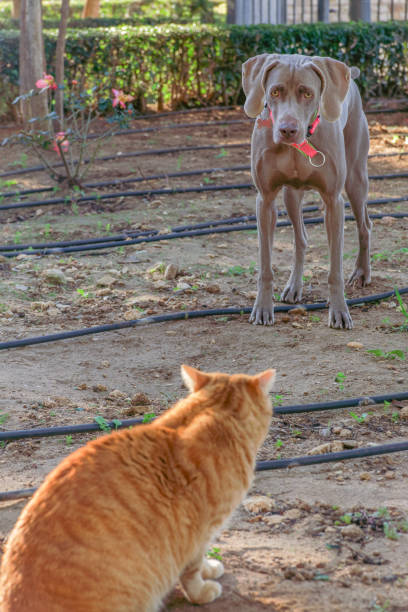 赤猫をじっと見つめるワイマラナー狩猟犬 - cat fight ストックフォトと画像