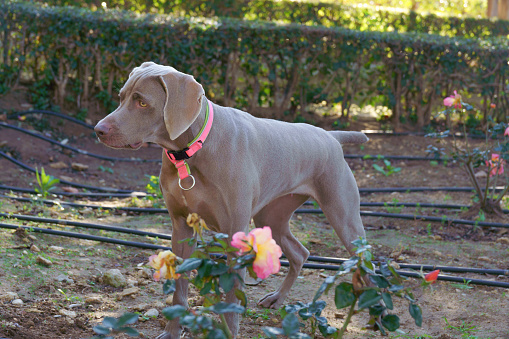 hunting dog Weimaraner breed in hunting posture in a public park with flowers